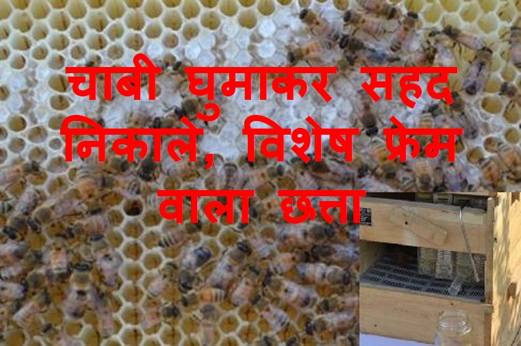 मधुमक्खियों के छत्ते पर अनुसंधान, मिलेगा गुणवत्तापूर्ण शहद