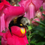 flower-insect-sucking-nector-from-beautiful-orange-flower-green-nature-news-#GNN.jpg