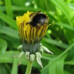 flower-insect-sucking-nector-from-beautiful-yellow-flower-green-nature-news-#GNN