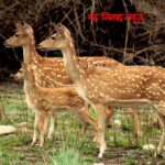 uttarakhand-ek-swarg-dekho-mera-bharat-jim-corbett-national-park-dear-herd