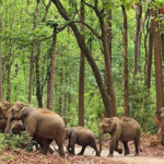 wild-animals-biodiversity-day-care-animals-care-life-a-elephants