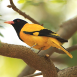 wild-animals-biodiversity-day-care-animals-care-life-beautiful-yellow-bird-green-nature-news-#GNN