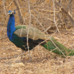 wild-animals-biodiversity-day-care-animals-care-life-peacock