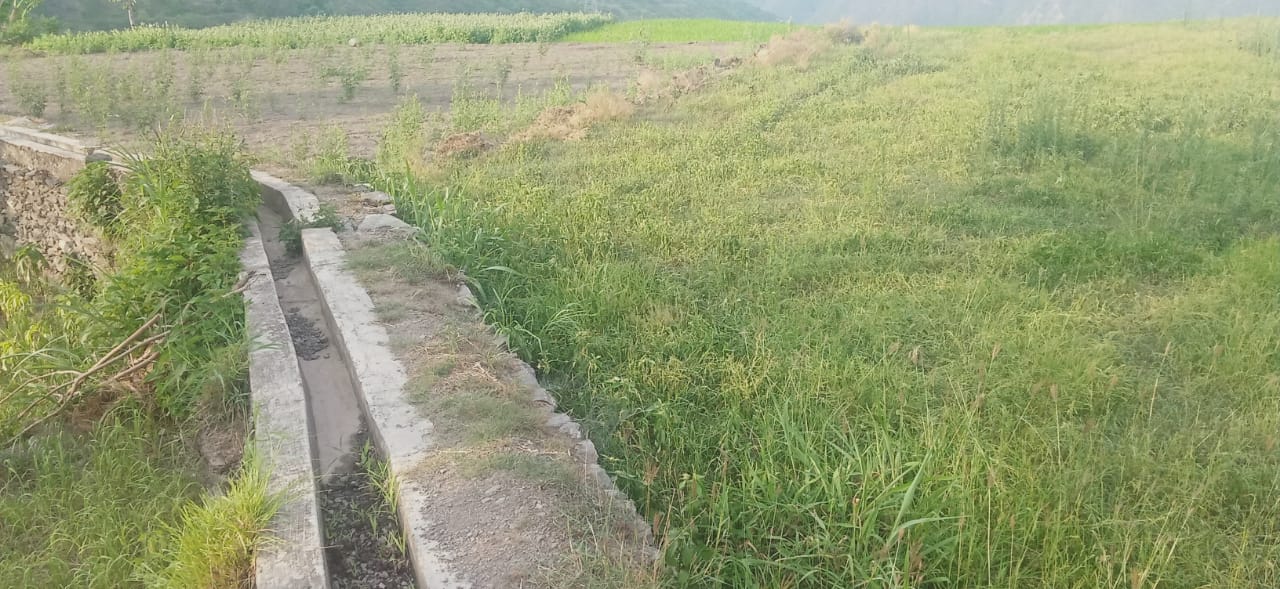 गूल क्षतिग्रस्त होने से नैचोली की कई एकड़ भूमि बंजर होने की कगार पर