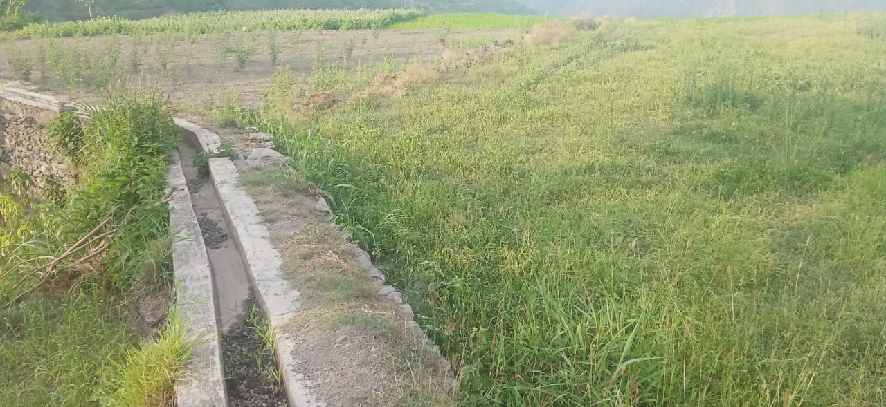 गूल क्षतिग्रस्त होने से नैचोली की कई एकड़ भूमि बंजर होने की कगार पर