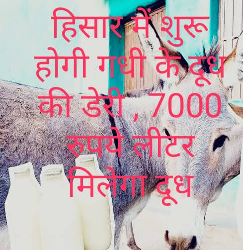 जानिए कहां शुरू हो रही गधी के दूध की डेयरी: 2 से 7 हजार रुपए लीटर कीमत