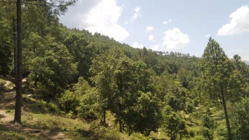 वन संरक्षण की मिसाल है टिहरी जिले का बमराडी गांव