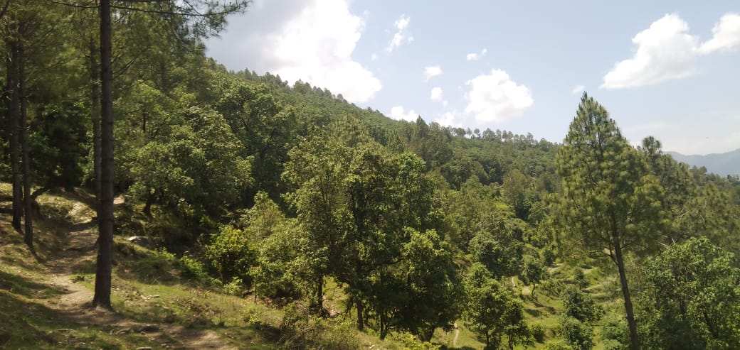 वन संरक्षण की मिसाल है टिहरी जिले का बमराडी गांव