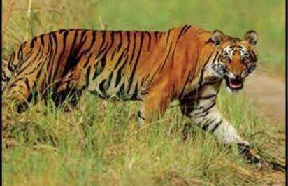 बाघ ने महिला को बनाया निवाला, प्रशासन बाघ को मारने की दे अनुमति