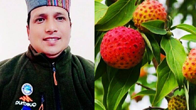 भमोरा: औषधीय गुणों से समृद्ध हिमालयन स्ट्रॉबेरी