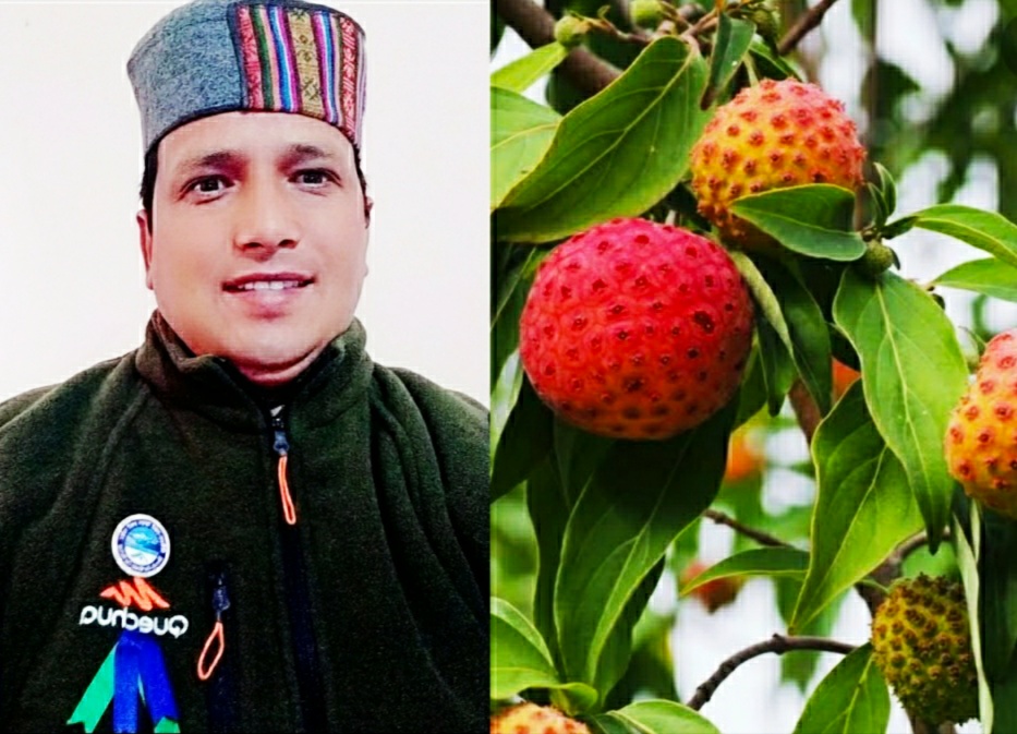 भमोरा: औषधीय गुणों से समृद्ध हिमालयन स्ट्रॉबेरी