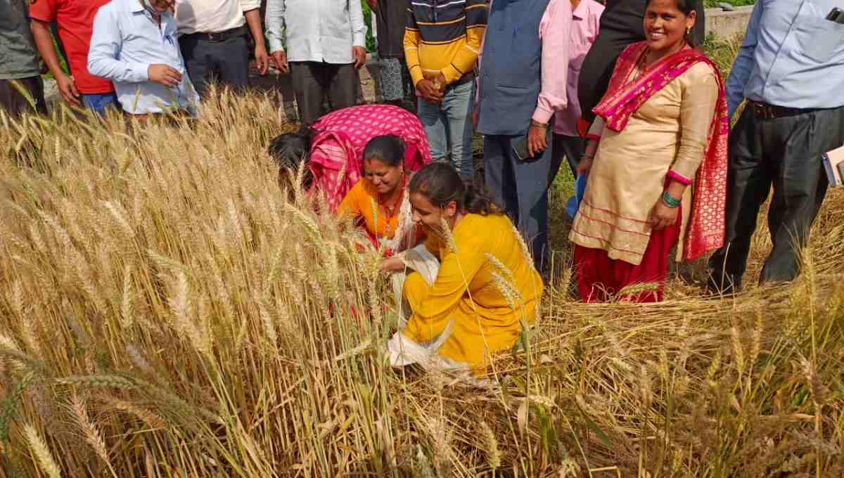 डीएम इवा आशीष पहुंची नन्दु सिंह के गेंहू के खेत में, क्रॉप कटिंग का लिया जायजा