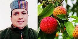 औषधीय गुणों से समृद्ध हिमालयन स्ट्रॉबेरी है ‘भमोरा’
