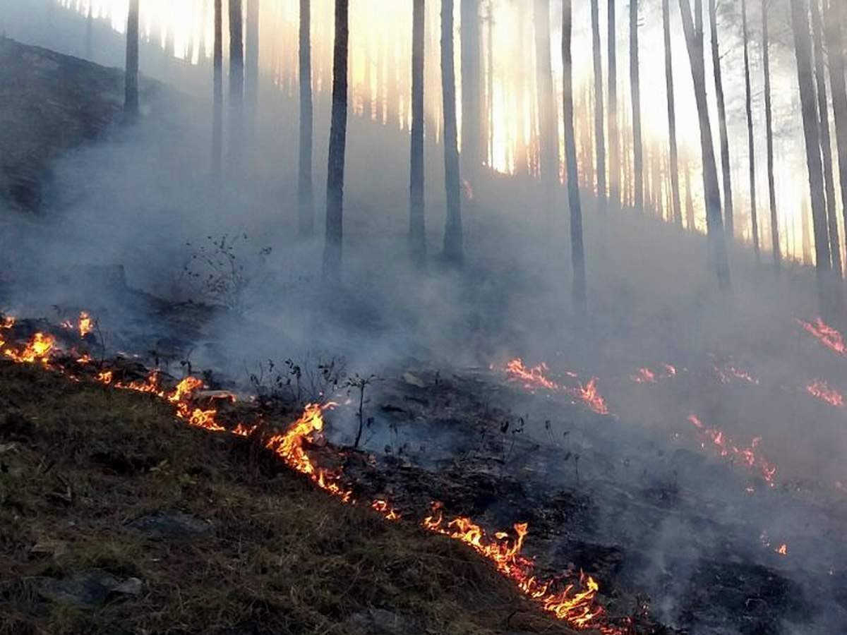 वनाग्नि को लेकर कोतवाली टिहरी में प्राथमिकी हुई पंजीकृत