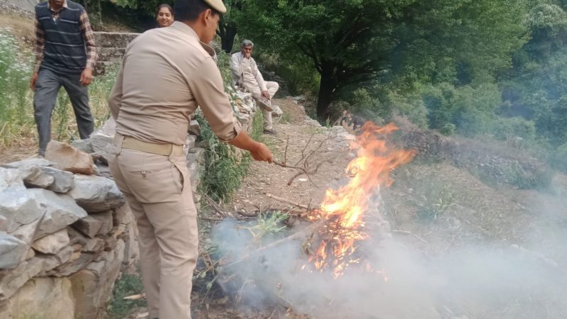 यहां पुलिस ने अफीम की फसल की नष्ट, 10 के खिलाफ मामला दर्ज