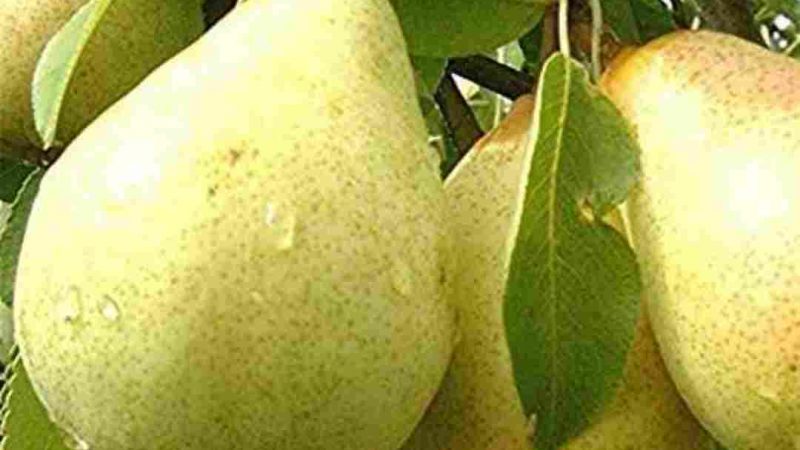 नाशपाती का न्यूनतम समर्थन मूल्य 06 रूपये प्रति किग्रा घोषित