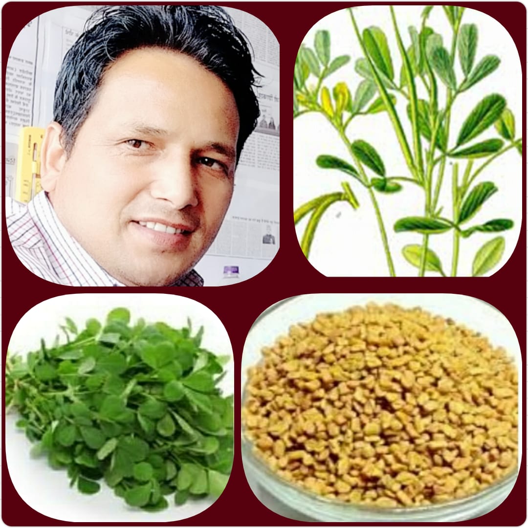 सेहत के लिए फायदेमंद है गुणकारी एवं औषधीय पौधा मेथी: भरत गिरी गोसाई