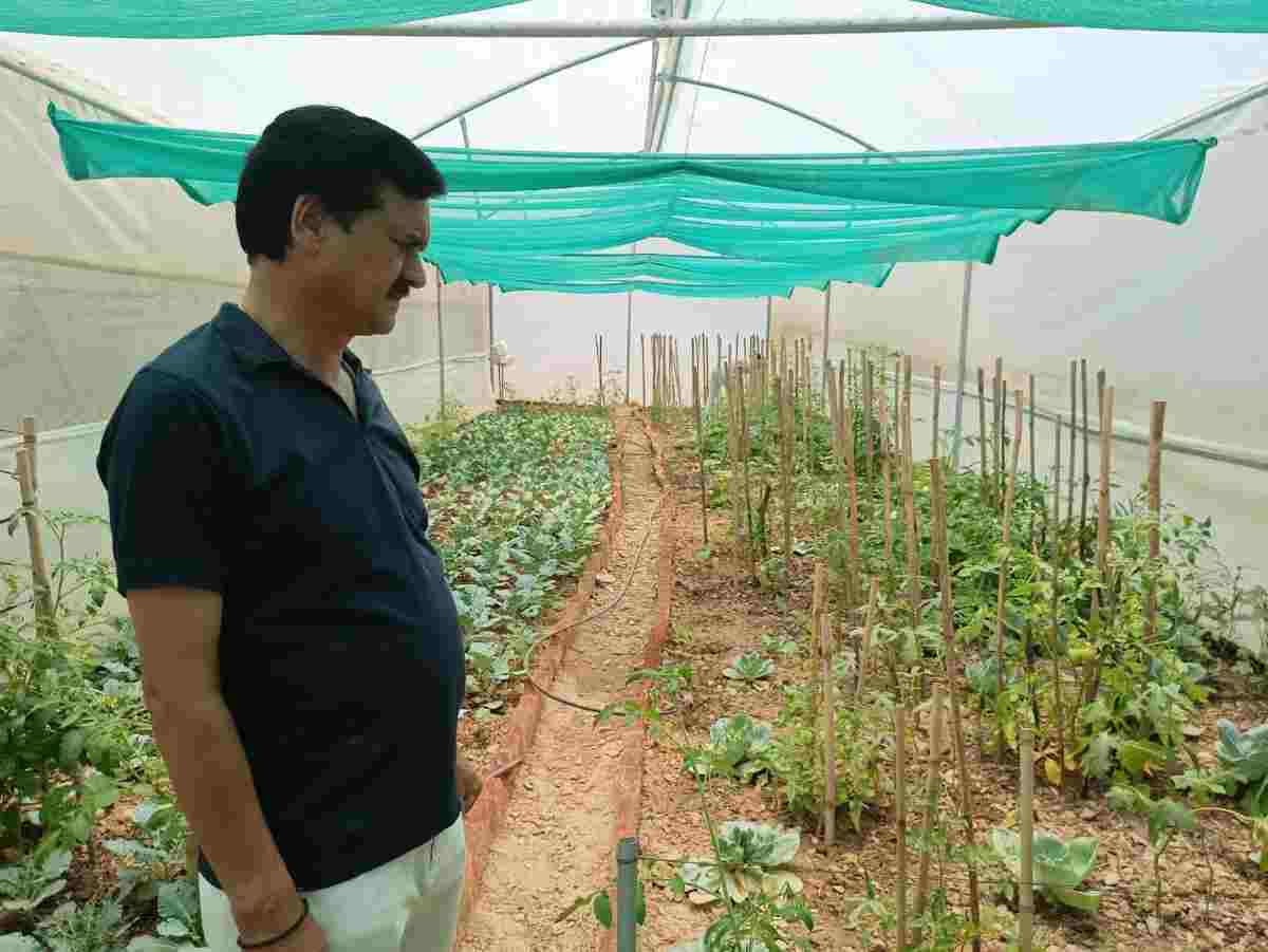 पाली हाउस में सब्जी उत्पादन को बढ़ावा दे रहे हैं मंडी समिति के अध्यक्ष
