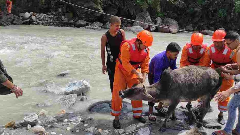 एनडीआरएफ ने रेस्क्यू कर बचाई गौ माता की जान