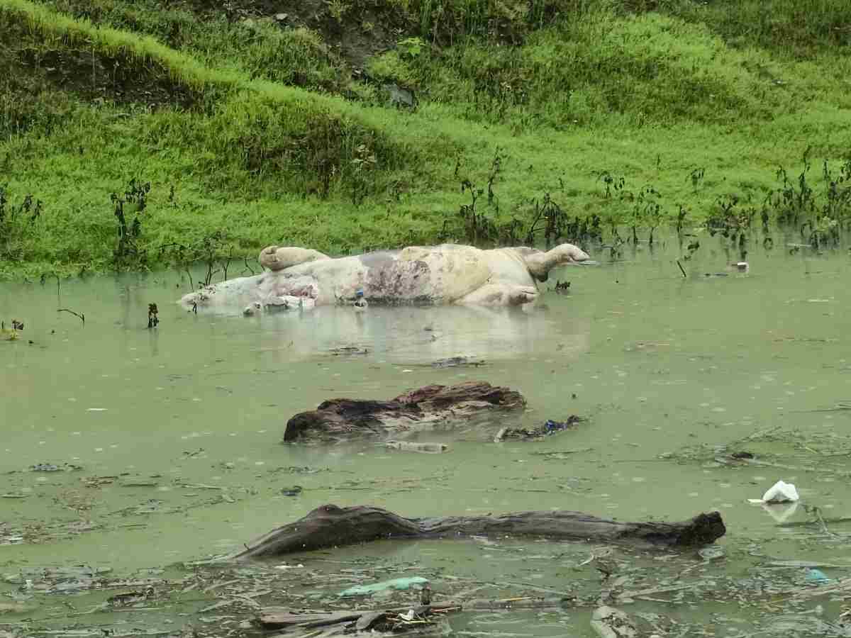 टिहरी झील की साफ सफाई को जिलाधिकारी को लिखा पत्र