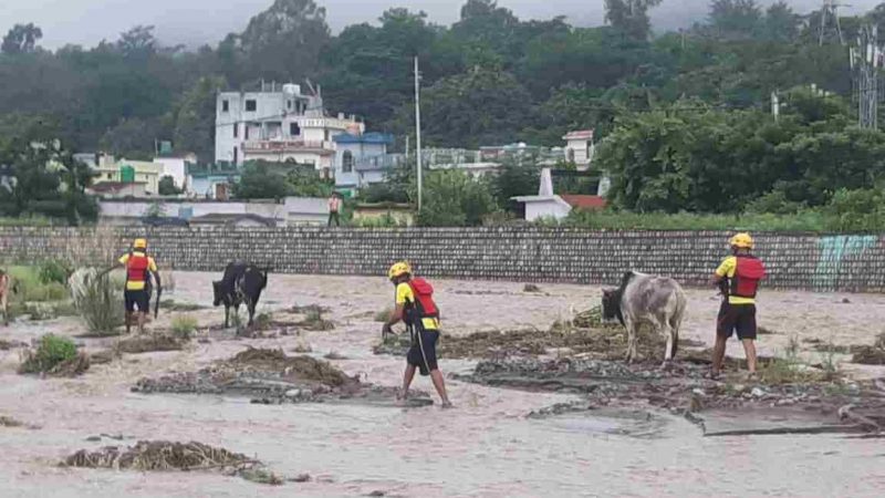 टापू मे फंसी गायों को एसडीआरएफ ने सुरक्षित निकाला