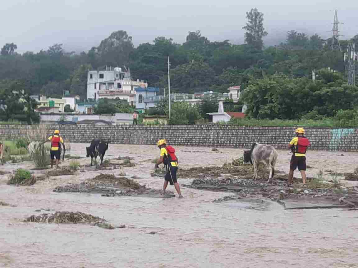 टापू मे फंसी गायों को एसडीआरएफ ने सुरक्षित निकाला