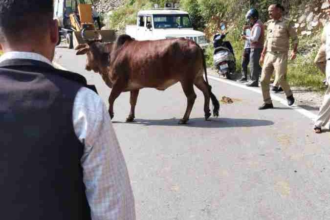 यहां गड्ढे में गिरे सांड को कैसे निकाला बाहर, देखें वीडियो