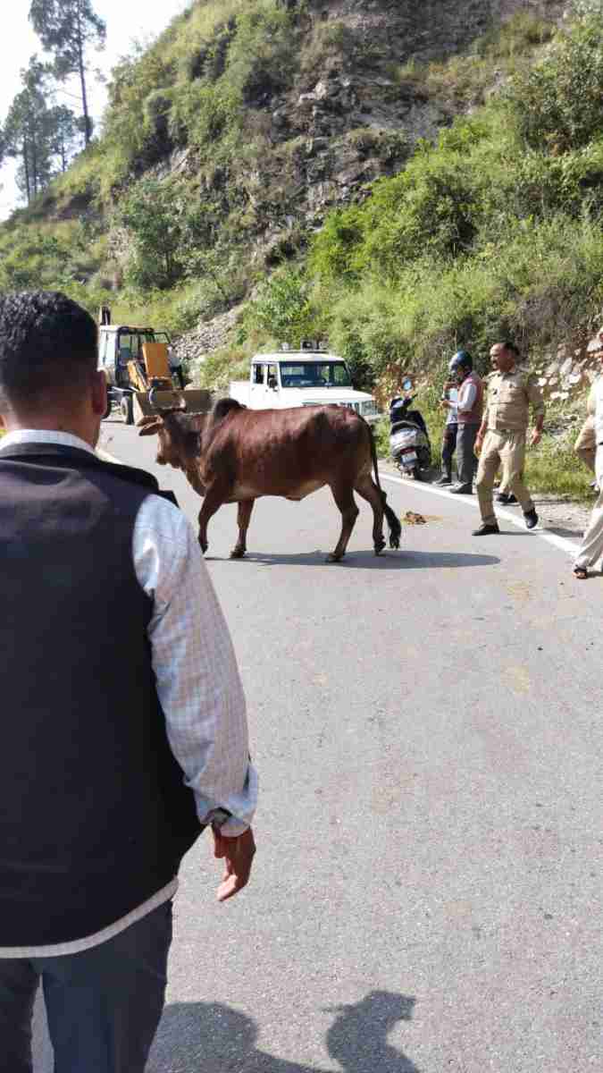 यहां गड्ढे में गिरे सांड को कैसे निकाला बाहर, देखें वीडियो