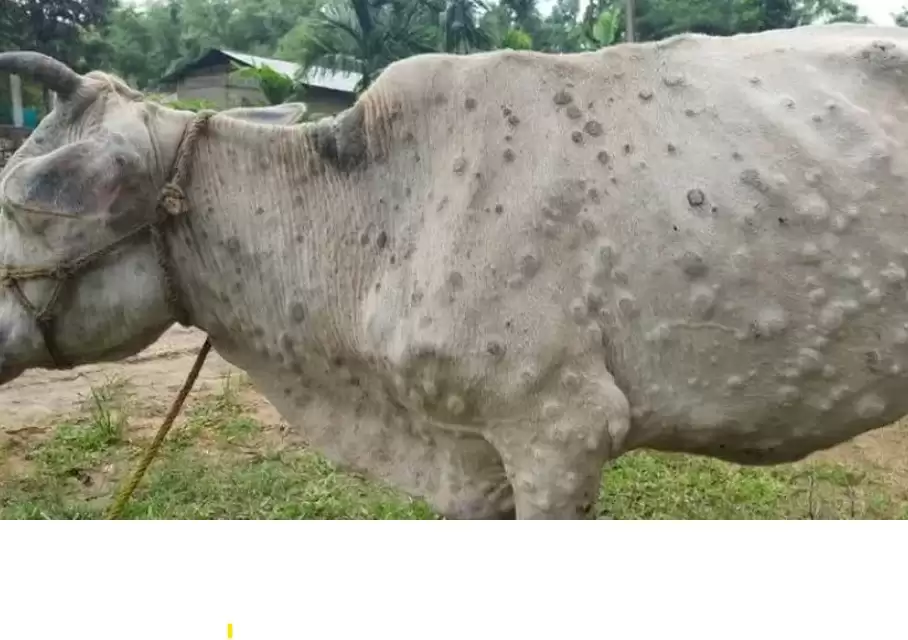 लम्पी स्किन डिजीज के चलते 5 नवम्बर तक पशुओं की आवाजाही पर रोक