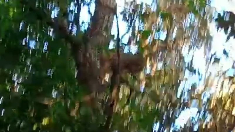 झल्ड गांव में घुसा बाघ, कुत्तों से जान बचाने चढ़ा पेड़ पर, गांव में दहशत