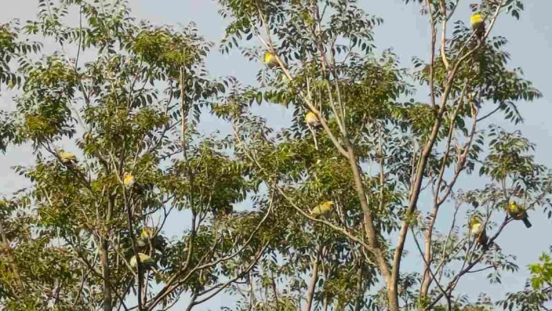 विश्व प्रसिद्ध बर्ड वाचिंग ट्रेनर अजय शर्मा ने कहा तिवाड गाँव बर्ड वॉचिंग के लिए बेहतर 