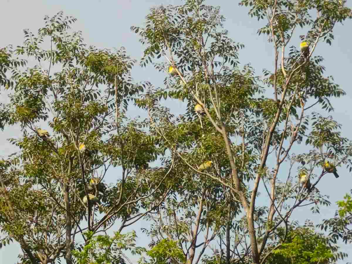 विश्व प्रसिद्ध बर्ड वाचिंग ट्रेनर अजय शर्मा ने कहा तिवाड गाँव बर्ड वॉचिंग के लिए बेहतर