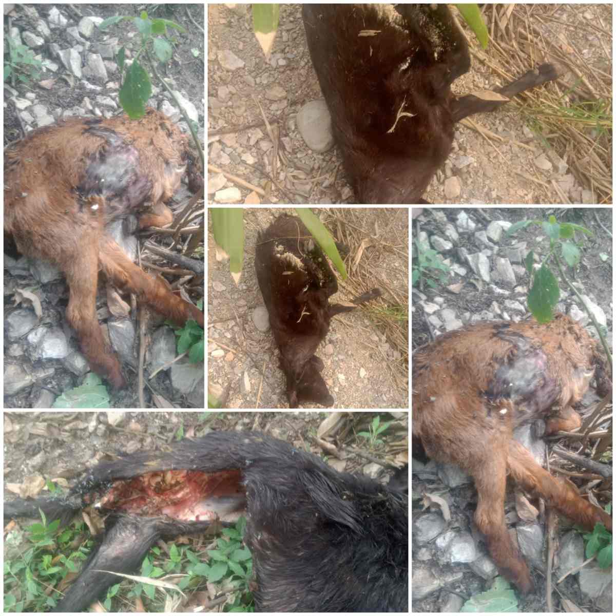 घनसाली नगर पंचायत के कमल सिंह रावत की सात बकरियाँ बाघ ने खाई