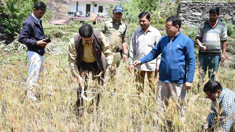 गेहूॅ की फसल पर किए जा रहे क्रॉप कटिंग प्रयोग का किया निरीक्षण