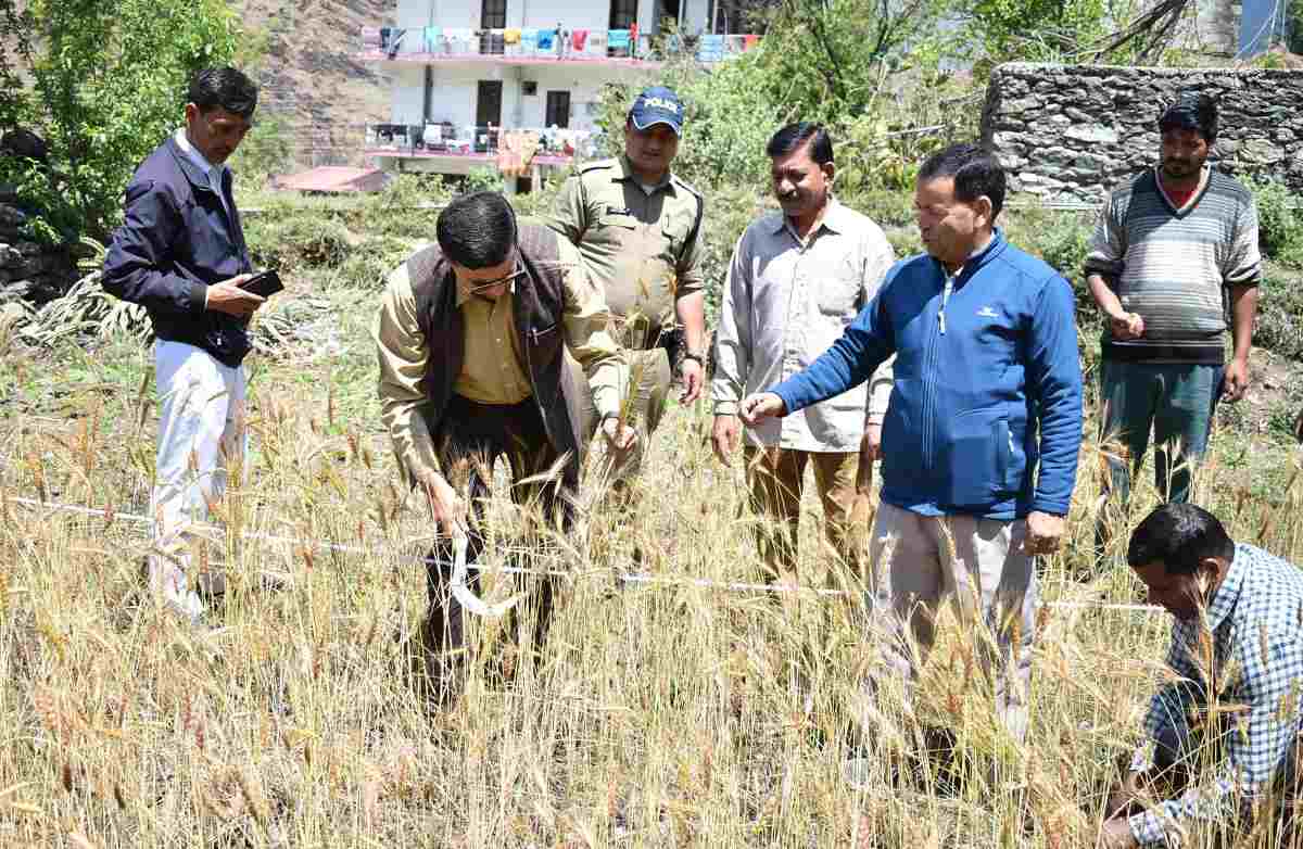 गेहूॅ की फसल पर किए जा रहे क्रॉप कटिंग प्रयोग का किया निरीक्षण