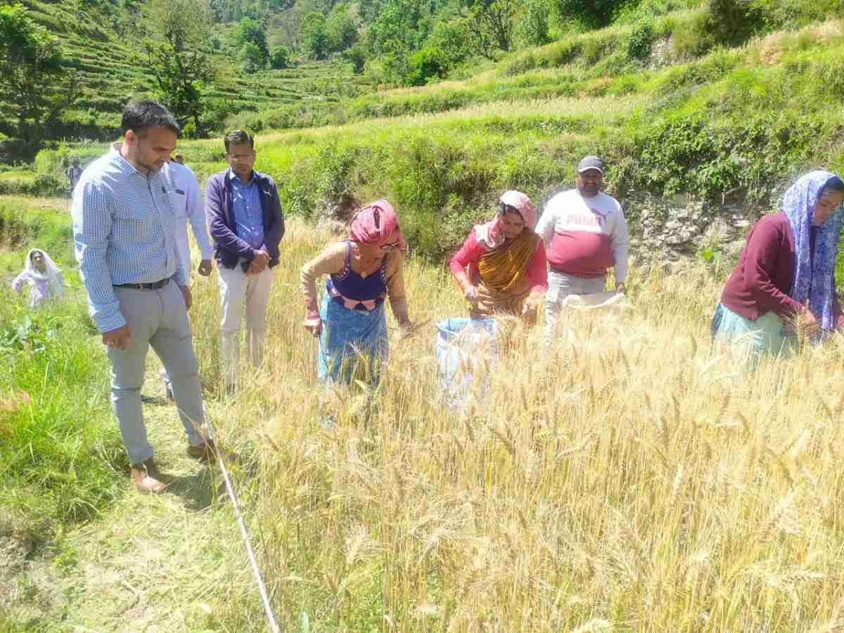 जिलाधिकारी ने चोपड़ि‌याली में गेहूँ फसल की क्रॉप कटिंग प्रयोग का किया निरीक्षण