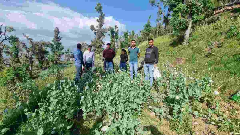 0.85 हैक्टेयर अवैध अफीम डोडा पोस्त की फसल को किया नष्ट