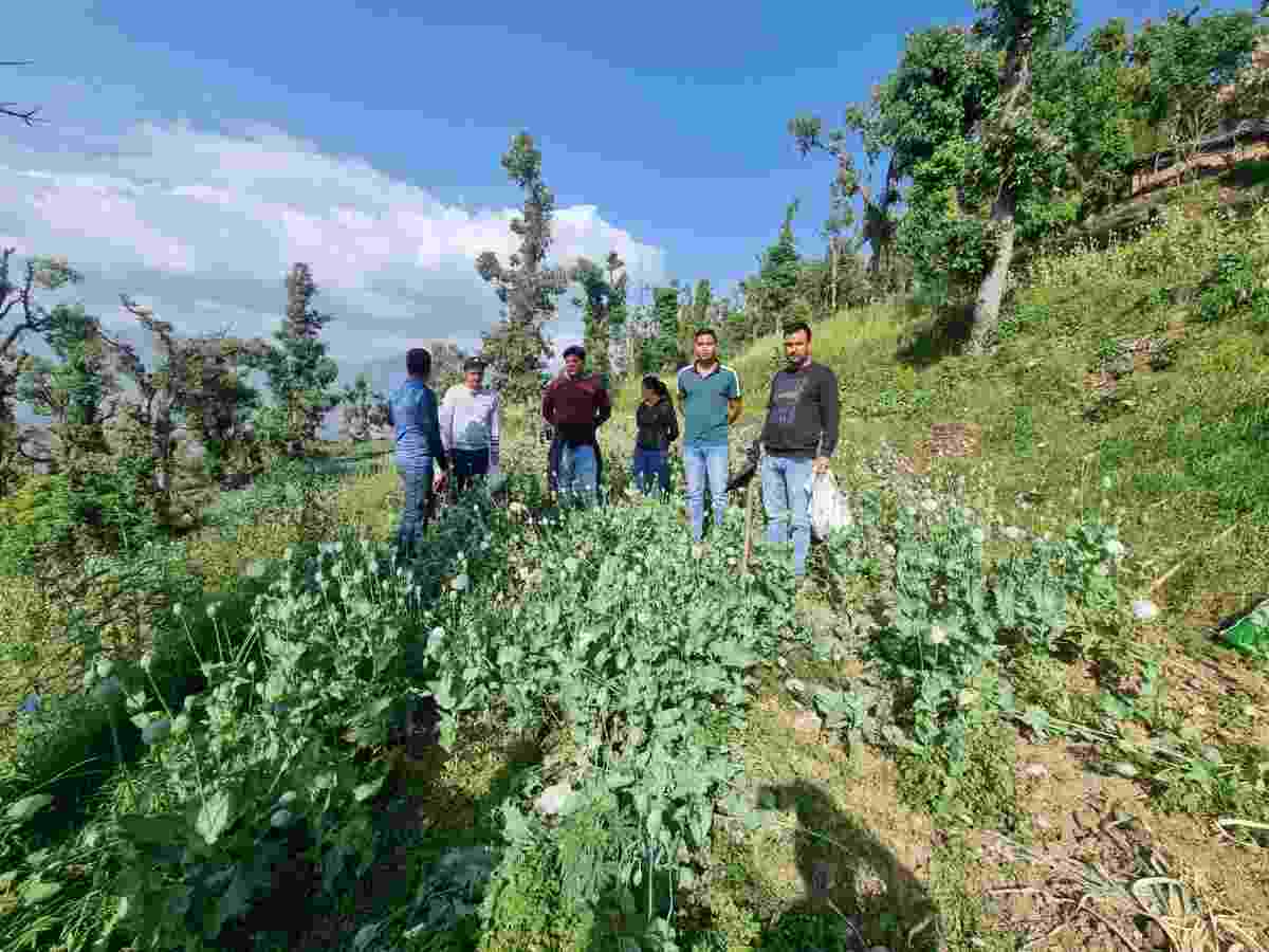 0.85 हैक्टेयर अवैध अफीम डोडा पोस्त की फसल को किया नष्ट