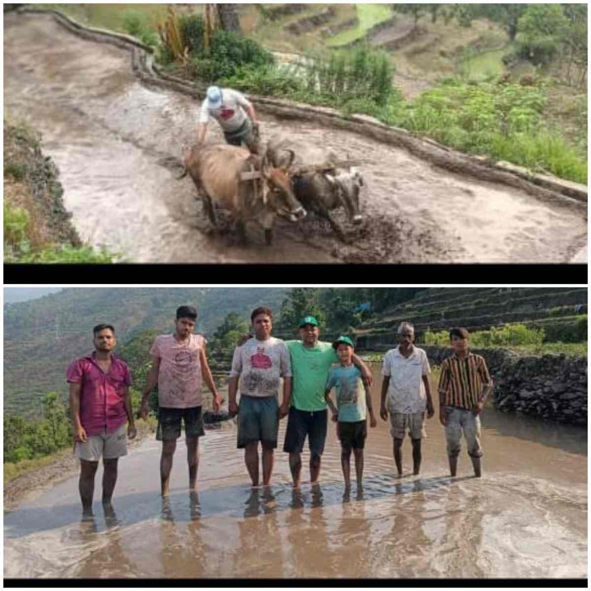 बारिश शुरू होते ही ग्रामीणों के खिले चेहरे, धान की रोपाई शुरू