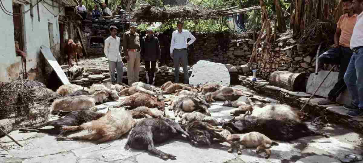 बाघ ने इस परिवार पर ढाया कहर, 36 बकरियों को बनाया शिकार