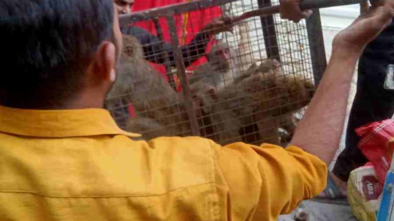कीर्ति नगर रेंज में वन विभाग ने चलाया बंदर पकड़ने का अभियान 