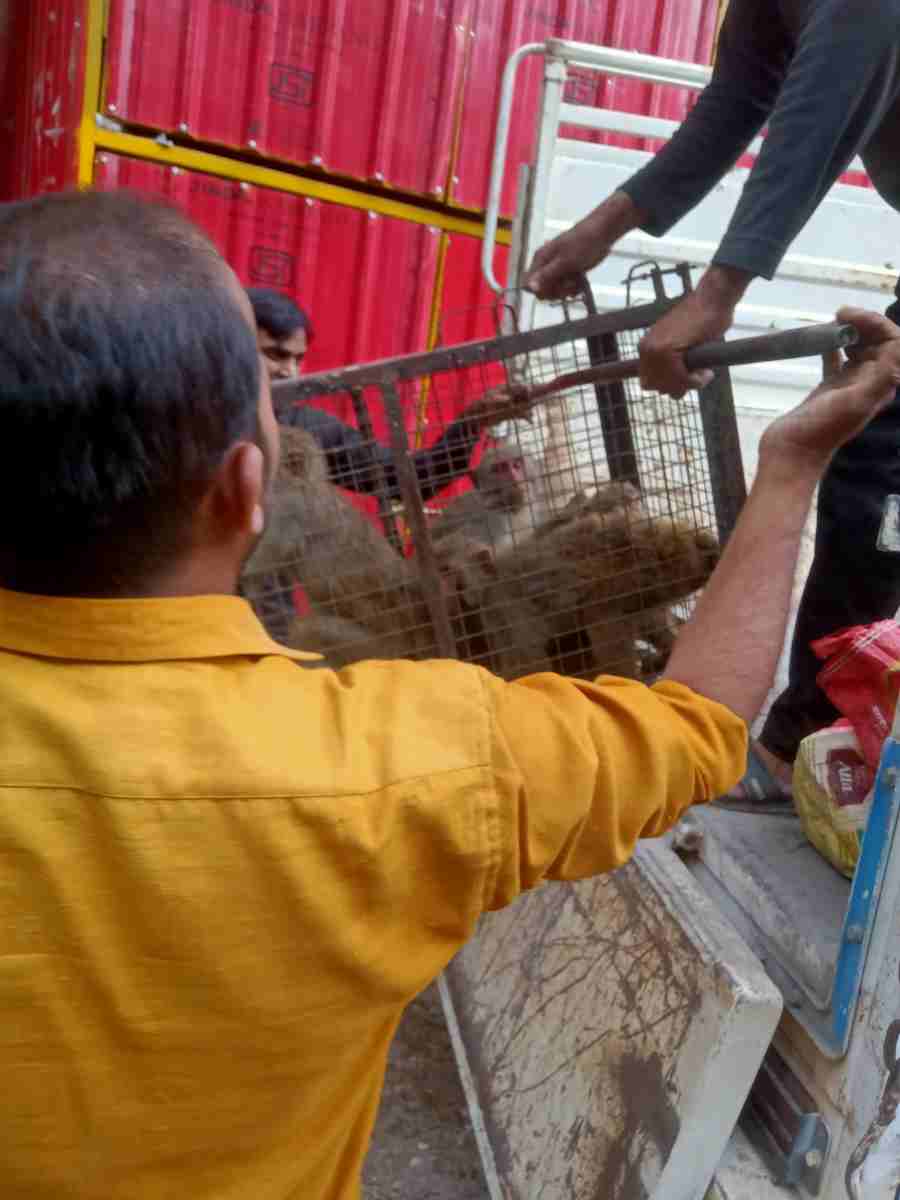 कीर्ति नगर रेंज में वन विभाग ने चलाया बंदर पकड़ने का अभियान 