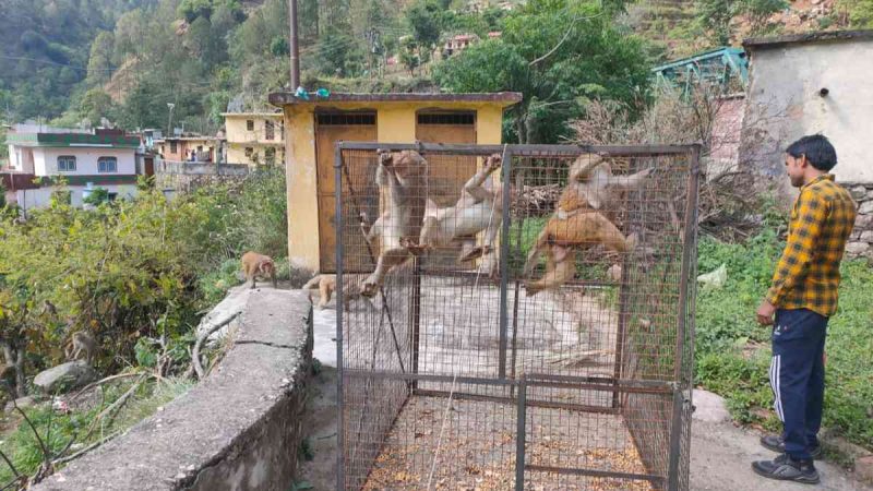 सीमान्त गांव मण्ज्यूली में विभाग का बंदर पकड़ अभियान जारी