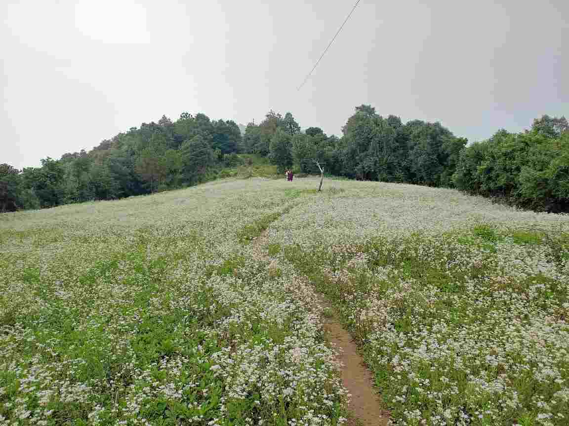 नैसर्गिक सौंदर्य से भरपूर है ‘लोहिताल डांडा’