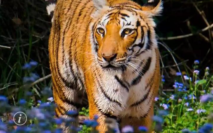 ग्वाड़ में बाघ का आतंक सहमे हुए हैं लोग