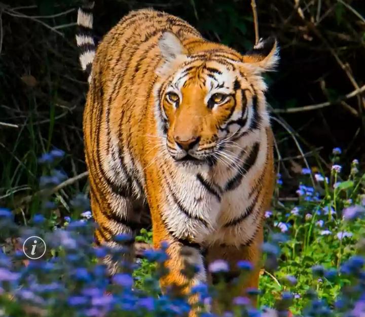 ग्वाड़ में बाघ का आतंक सहमे हुए हैं लोग