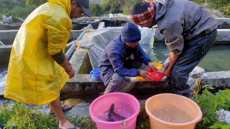 चमोली के मत्स्य पालकों को मछली बीज उत्पादन के लिए आत्मनिर्भर बना रहा मत्स्य विभाग