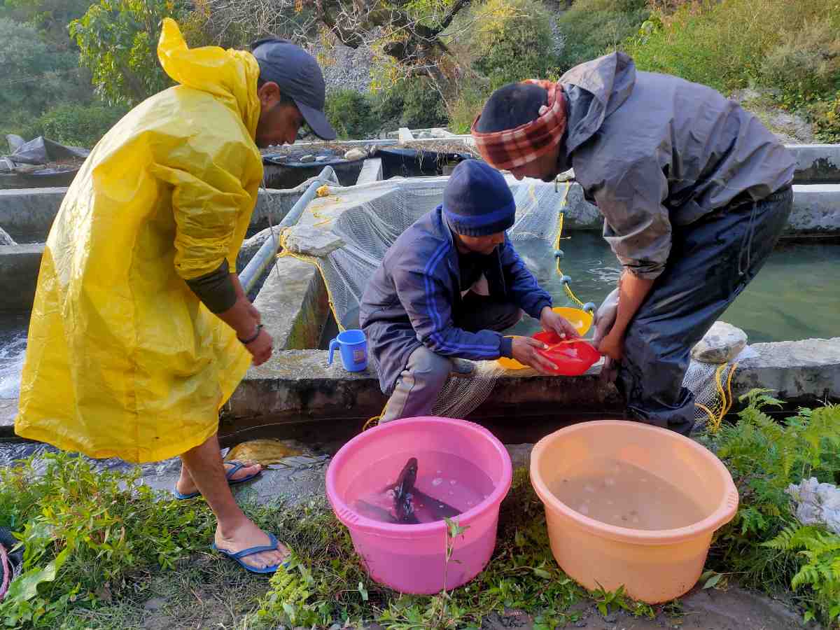 चमोली के मत्स्य पालकों को मछली बीज उत्पादन के लिए आत्मनिर्भर बना रहा मत्स्य विभाग