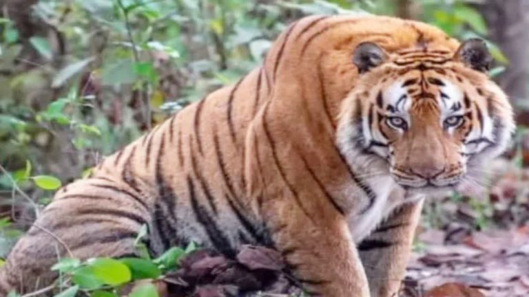 घास लेने गई महिला को बाघ ने किया घायल