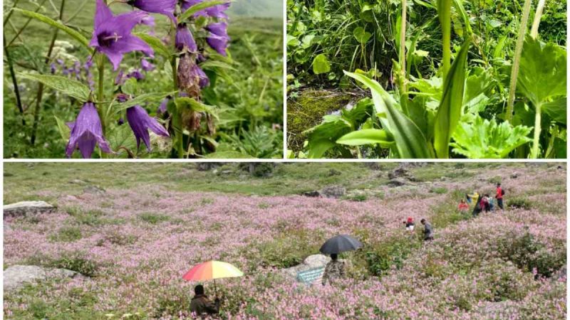 प्रकृति प्रेमियों के लिए एक जून से खुलेगी फूलों की घाटी